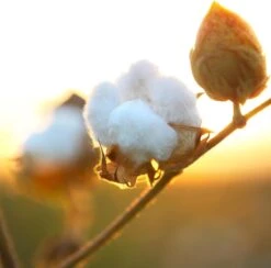 Air Wick Freshmatic Automatische Spray Luchtverfrisser - Pure Zachtheid Van Katoen Navulling - 3 Stuks - Voordeelverpakking 10 Air Wick Freshmatic Automatische Spray Luchtverfrisser - Pure Zachtheid Van Katoen Navulling - 3 Stuks - Voordeelverpakking -Winkel Voor Schoonmaakartikelen 1200x1183 3