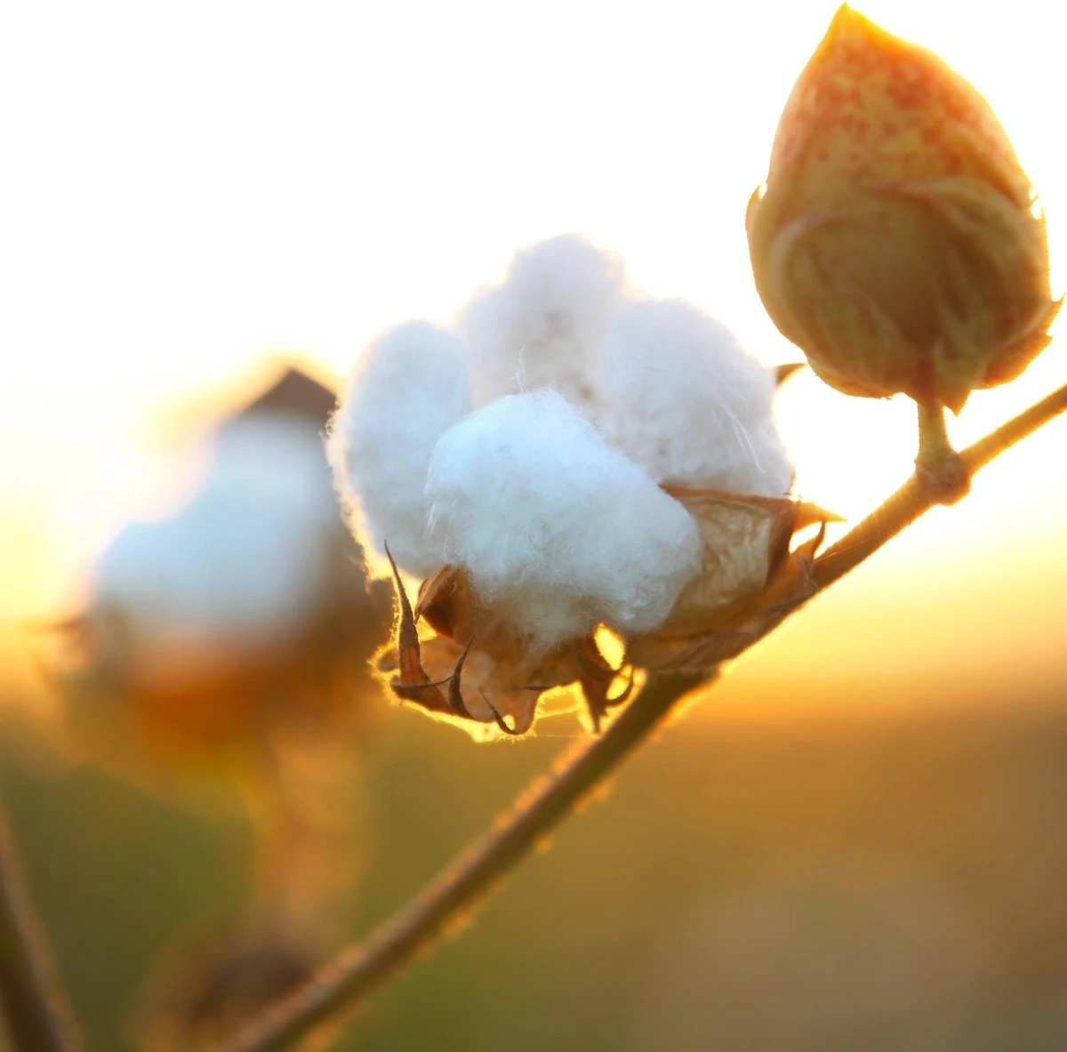 Air Wick Freshmatic Automatische Spray Luchtverfrisser - Pure Zachtheid Van Katoen Navulling - 3 Stuks - Voordeelverpakking 5 Air Wick Freshmatic Automatische Spray Luchtverfrisser - Pure Zachtheid Van Katoen Navulling - 3 Stuks - Voordeelverpakking - Afbeelding 5